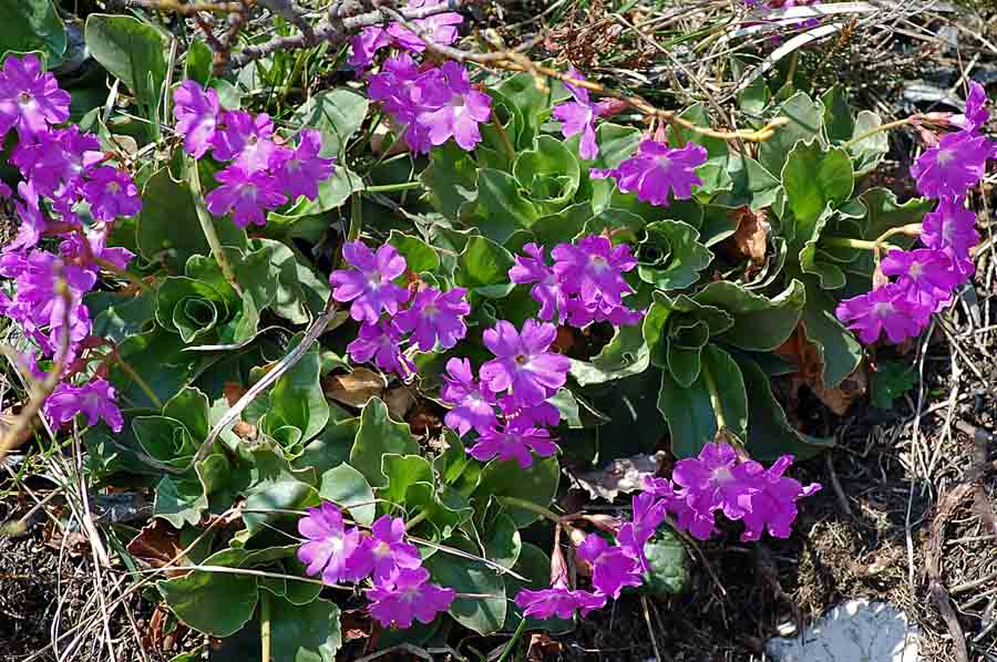 Primula polliniana (=Primula spectabilis) / Primula meravigliosa- fioritura ottobre